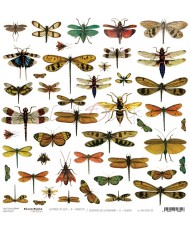 Insects – A Sheet of Extras...